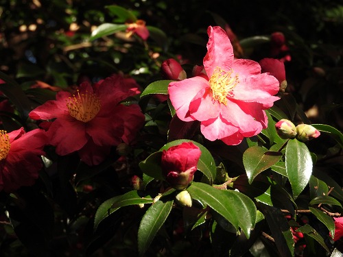 山茶花23