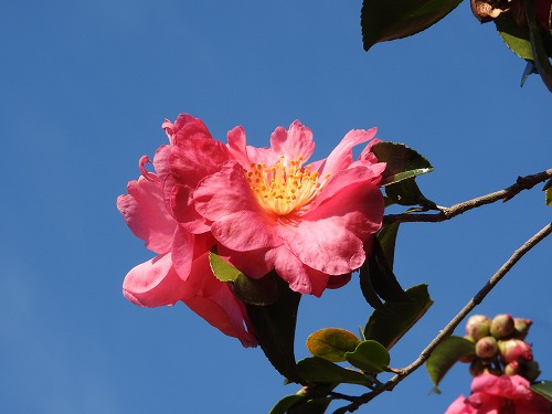 山茶花24