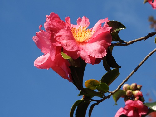山茶花25