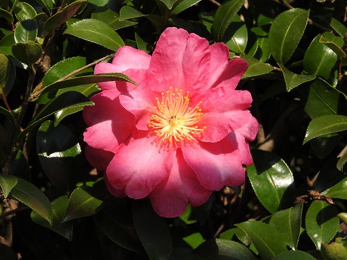 山茶花20