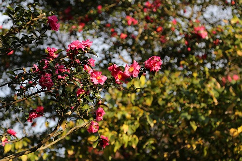 山茶花26
