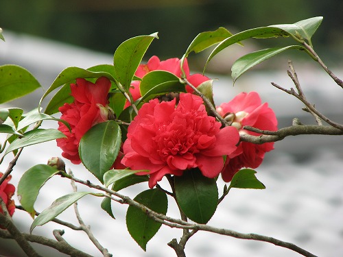 山茶花7