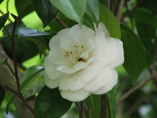 山茶花11