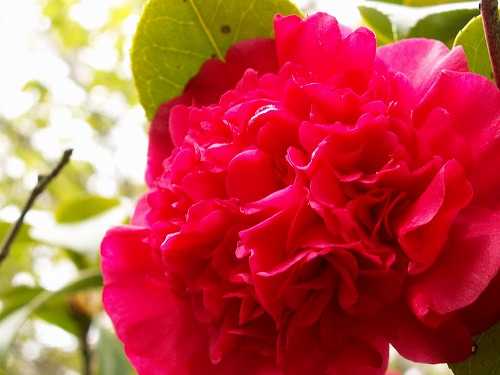 山茶花8