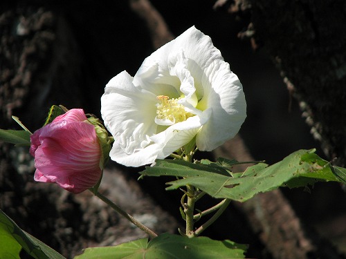 酔芙蓉6