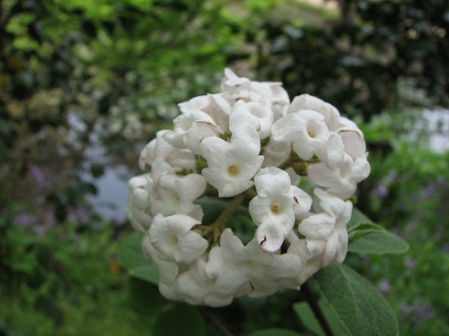 沈丁花5