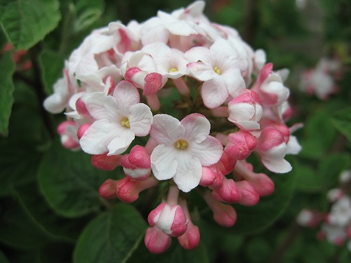 沈丁花1