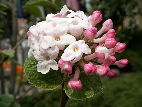 沈丁花2
