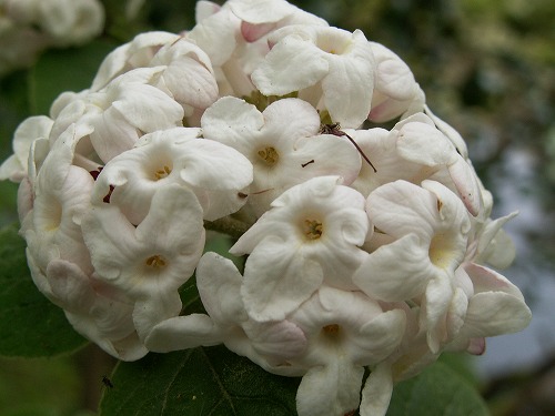 沈丁花3