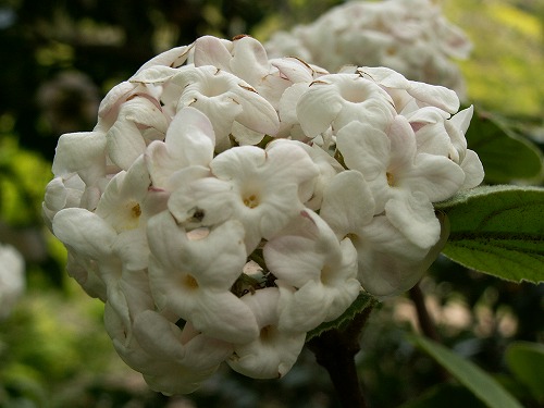 沈丁花4