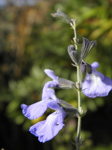 野草8