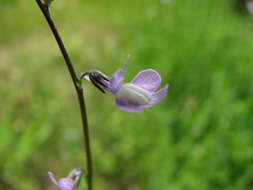 野草5