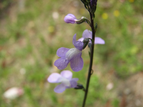 野草3