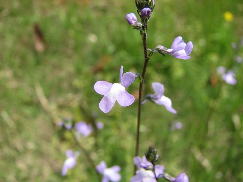 野草4