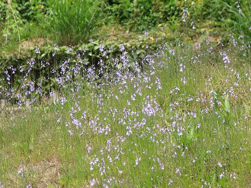 野草6