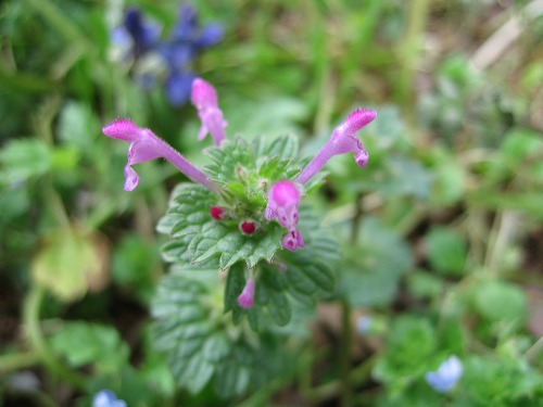 野草10