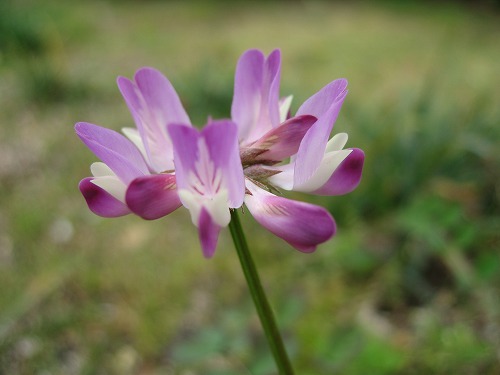 野草15