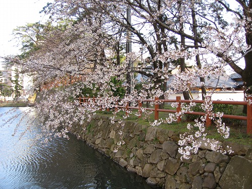 桜1
