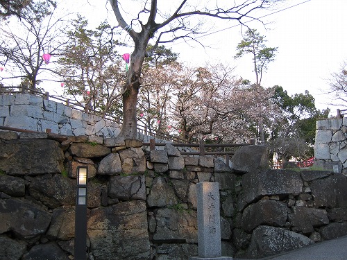 桜4