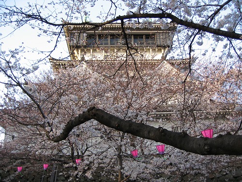 桜5