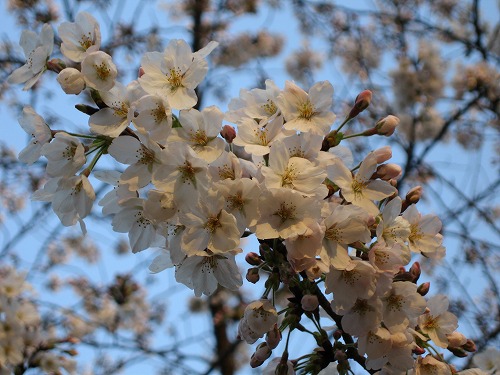 桜6