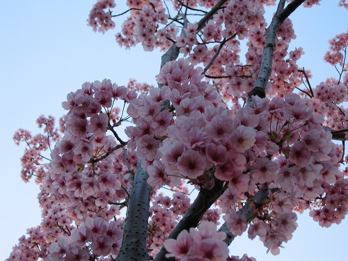 桜7
