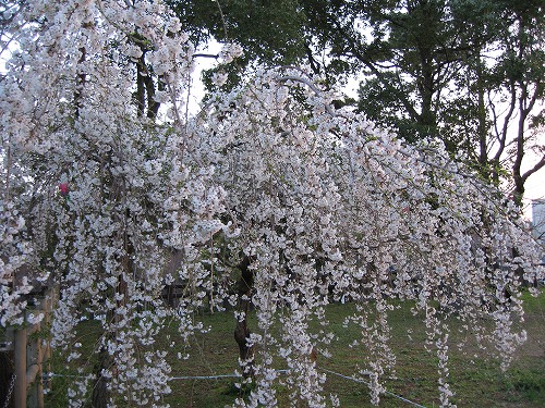 桜8