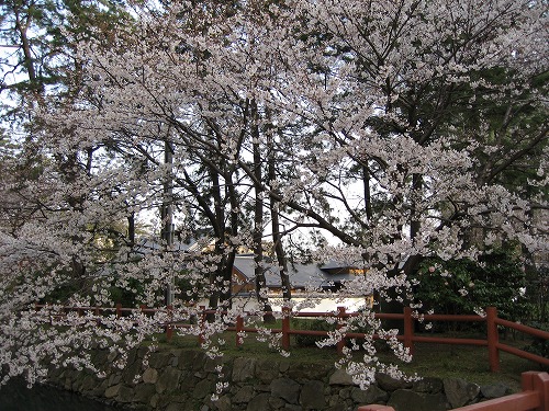 桜9