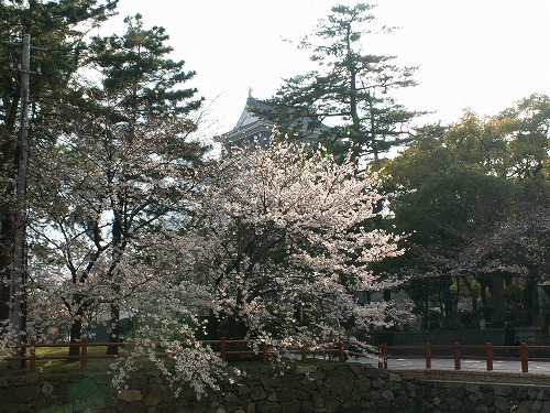 桜10