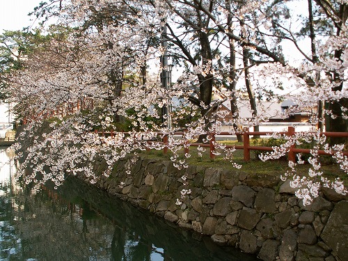 桜11