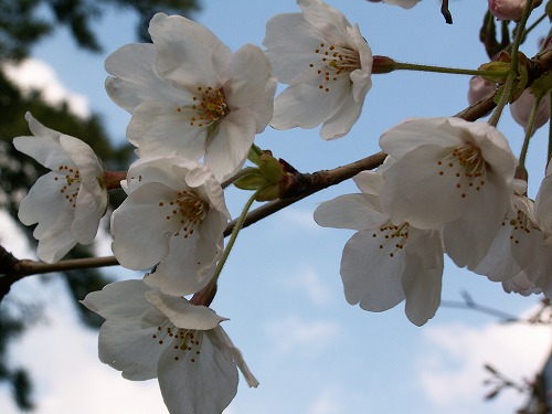 桜13