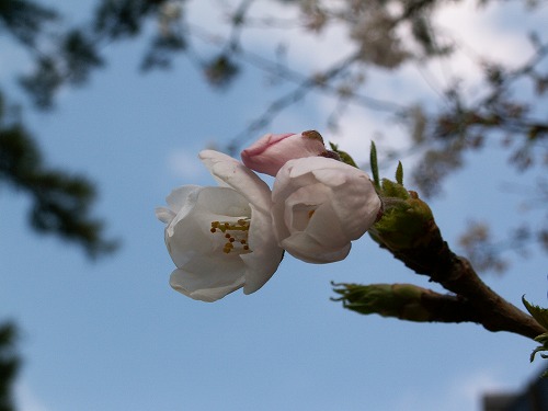 桜14