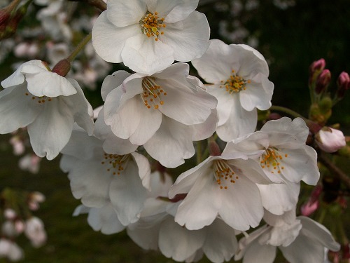 桜15