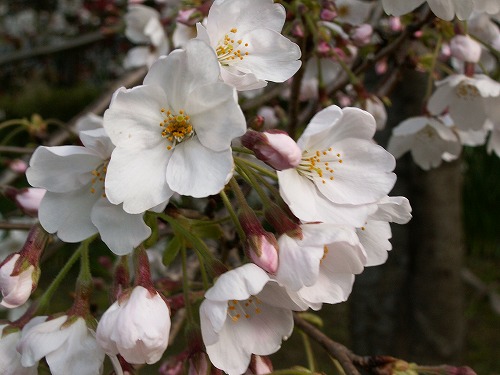 桜16