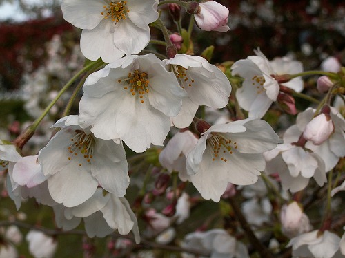 桜17