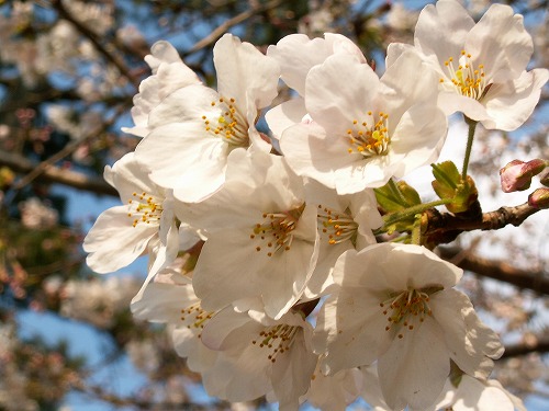 桜18