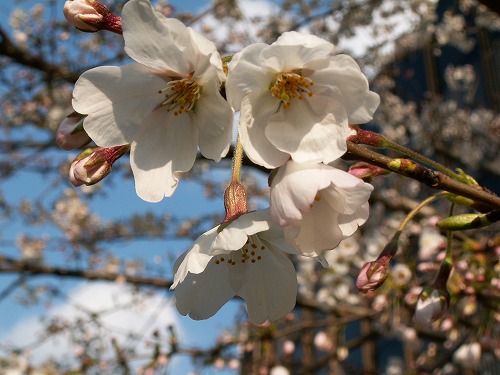 桜19