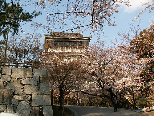 桜20