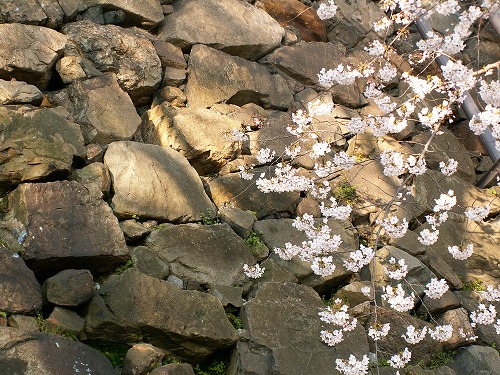 桜23