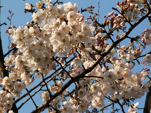 桜24