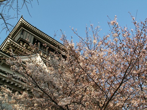 桜25