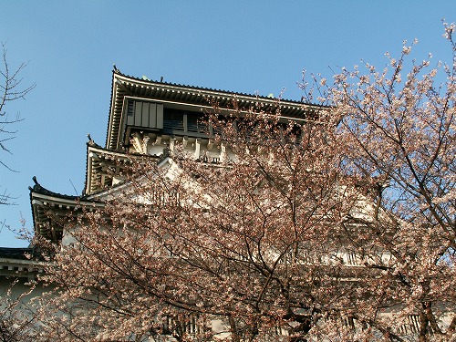 桜26