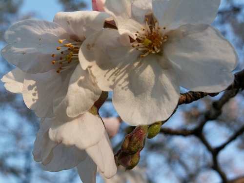 桜27