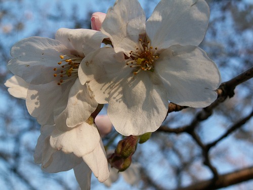 桜28