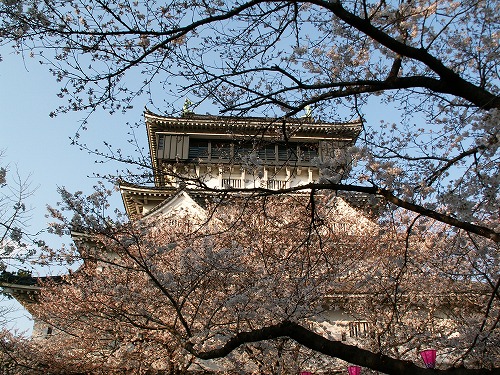 桜29