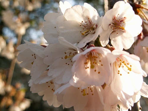 桜30