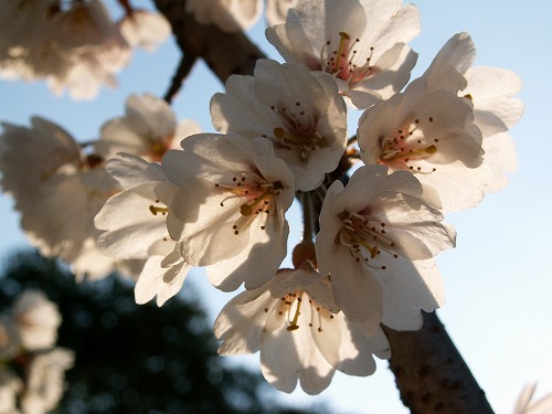 桜31