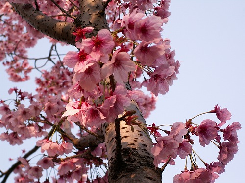 桜32