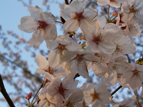桜33