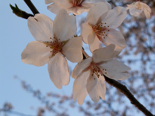 桜34